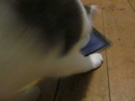 Karte an Tablet mit Meow